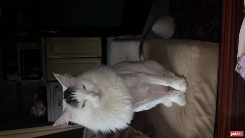 Chihuahua, Köpek  Reçel  fotoğrafı