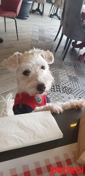Maltese, Köpek  Leo fotoğrafı