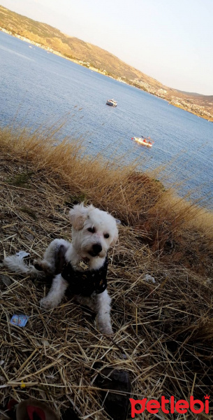 Maltese, Köpek  Leo fotoğrafı