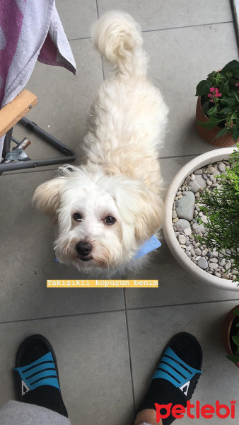 Maltese, Köpek  Leo fotoğrafı