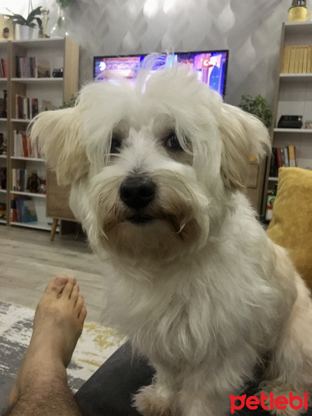 Maltese, Köpek  Leo fotoğrafı