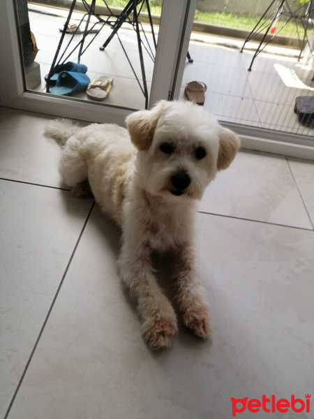 Maltese, Köpek  Leo fotoğrafı