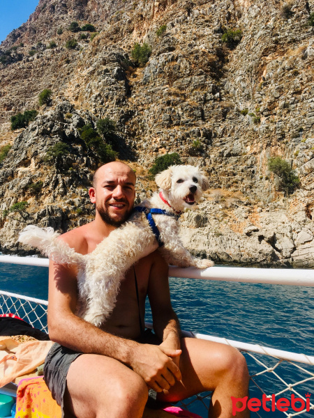 Maltese, Köpek  Leo fotoğrafı