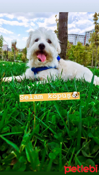 Maltese, Köpek  Leo fotoğrafı