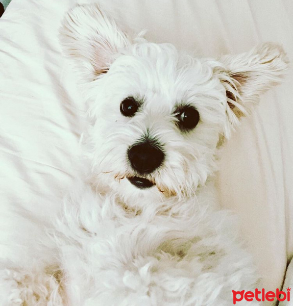 Maltese, Köpek  Leo fotoğrafı