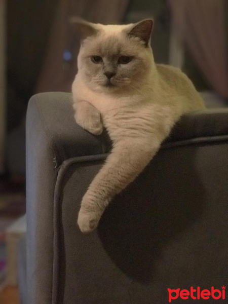 Scottish Fold, Kedi  Şans fotoğrafı