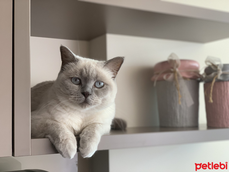 Scottish Fold, Kedi  Şans fotoğrafı