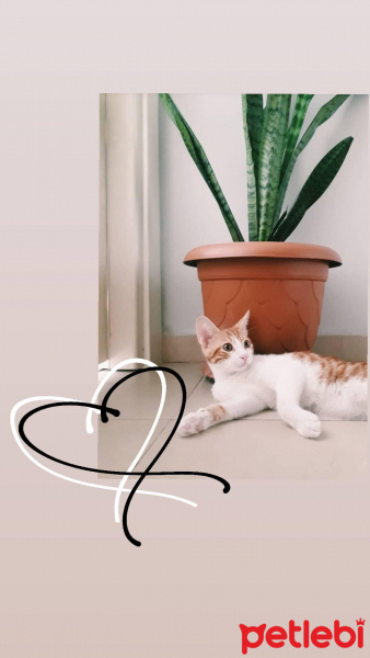 Sarman, Kedi  Mayki fotoğrafı