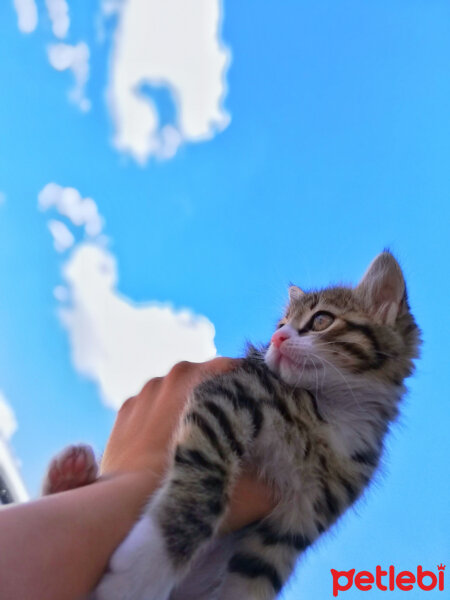 Tekir Kedi, Kedi  Pati fotoğrafı