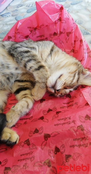 Tekir Kedi, Kedi  Gökçe fotoğrafı