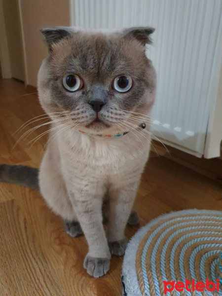 Scottish Fold, Kedi  Aşkın fotoğrafı