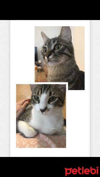 Tekir Kedi, Kedi  Ellie&Joel fotoğrafı