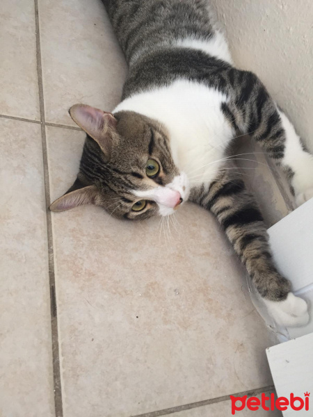 Tekir Kedi, Kedi  Dali fotoğrafı