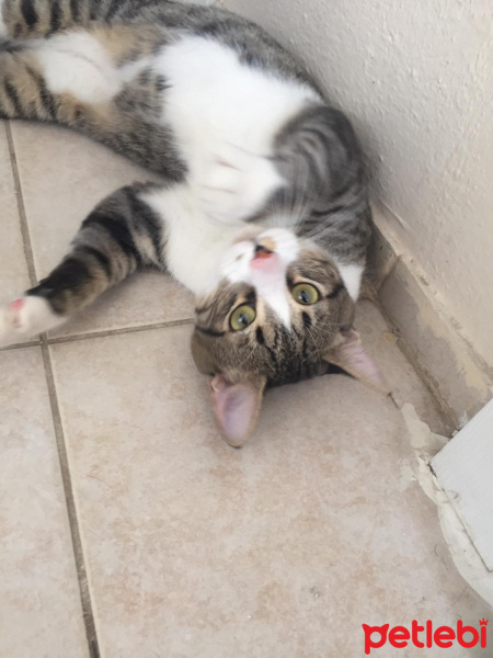 Tekir Kedi, Kedi  Dali fotoğrafı
