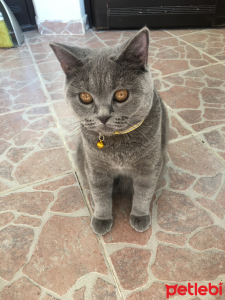 British Shorthair, Kedi  Pati fotoğrafı