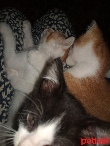 Tekir Kedi, Kedi  Annesi öldürülmüş bebisler fotoğrafı