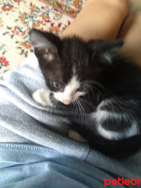 Tekir Kedi, Kedi  Annesi öldürülmüş bebisler fotoğrafı