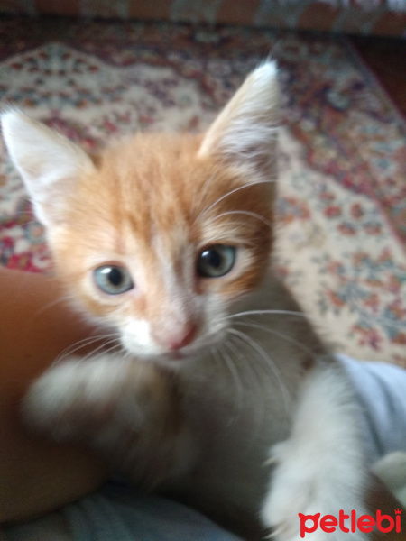 Tekir Kedi, Kedi  Annesi öldürülmüş bebisler fotoğrafı
