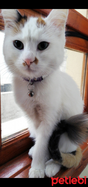 Tekir Kedi, Kedi  Mia fotoğrafı