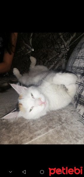 Tekir Kedi, Kedi  Mia fotoğrafı