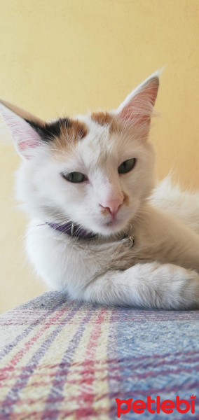 Tekir Kedi, Kedi  Mia fotoğrafı