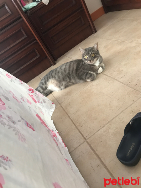 Tekir Kedi, Kedi  Grey fotoğrafı