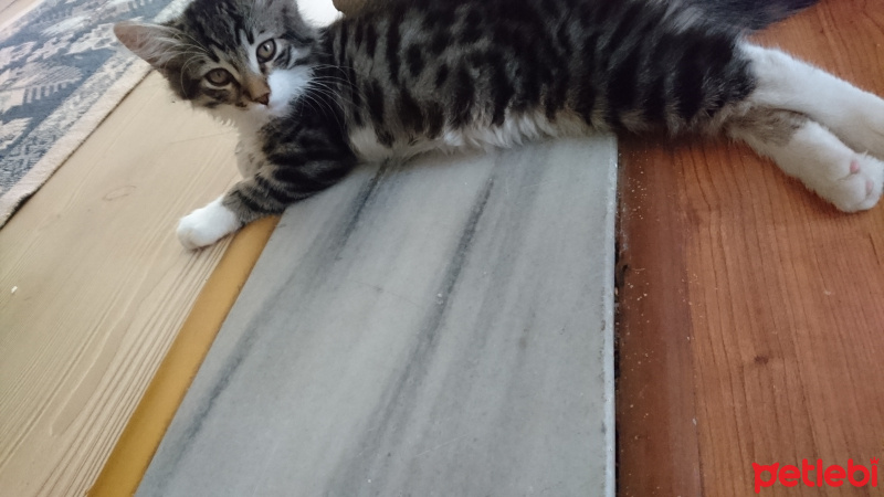 Tekir Kedi, Kedi  Miskin fotoğrafı