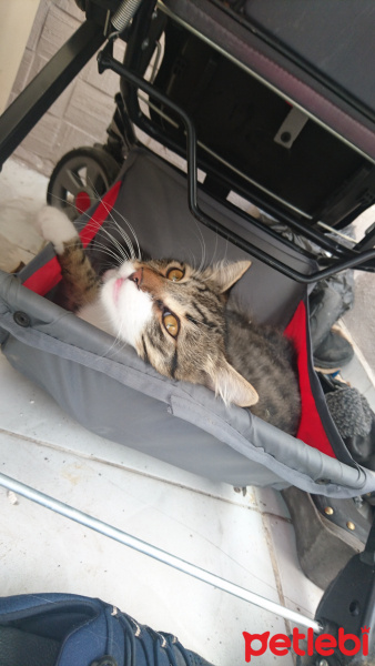 Tekir Kedi, Kedi  Miskin fotoğrafı