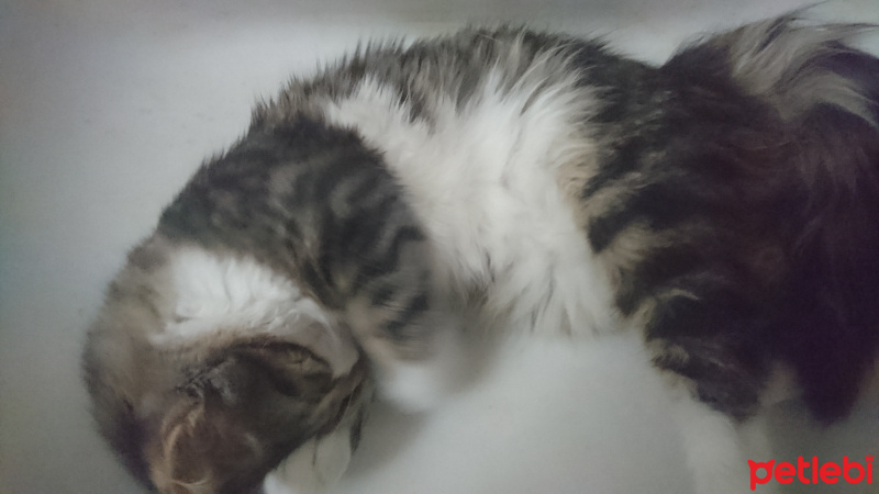 Tekir Kedi, Kedi  Miskin fotoğrafı