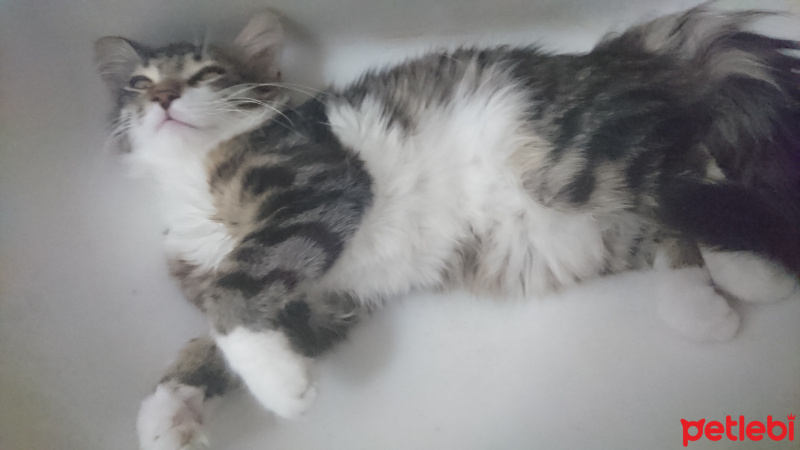 Tekir Kedi, Kedi  Miskin fotoğrafı