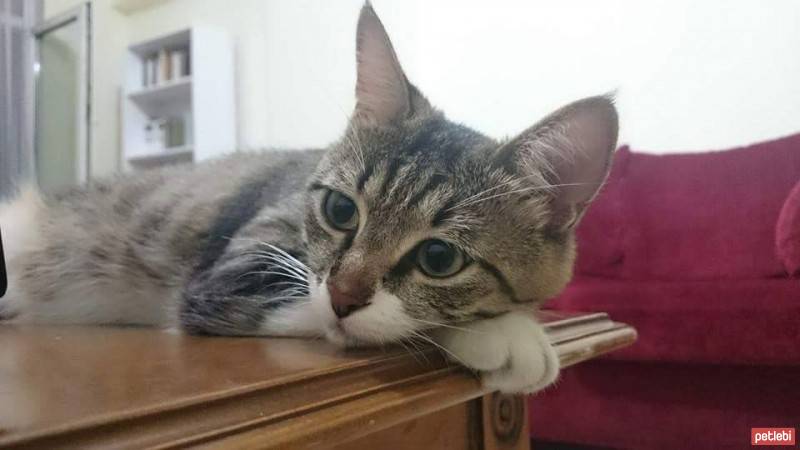 Tekir Kedi, Kedi  Maça fotoğrafı