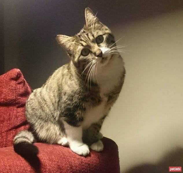Tekir Kedi, Kedi  Maça fotoğrafı