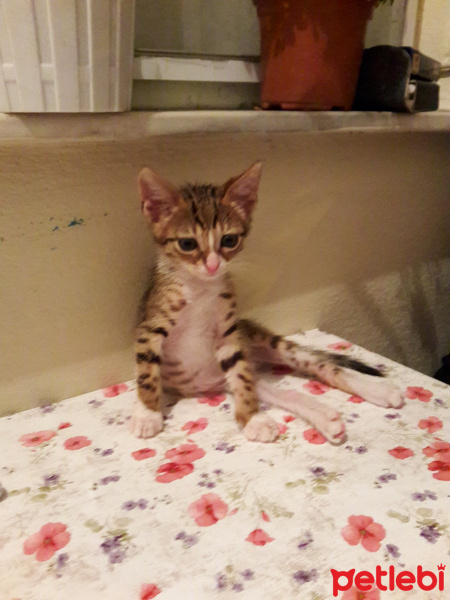 Tekir Kedi, Kedi  Fero fotoğrafı