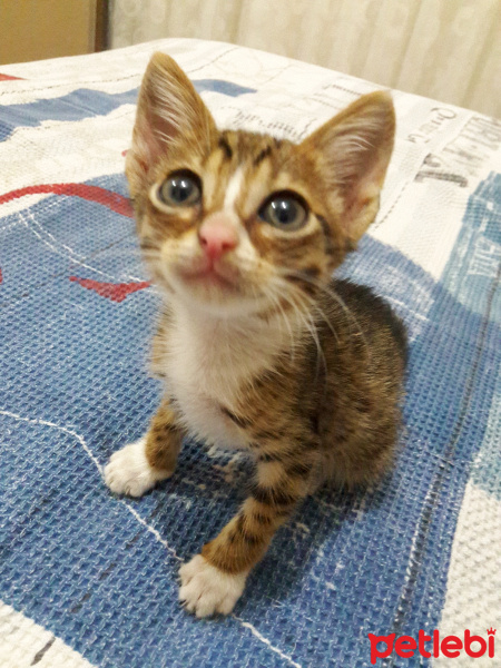 Tekir Kedi, Kedi  Fero fotoğrafı