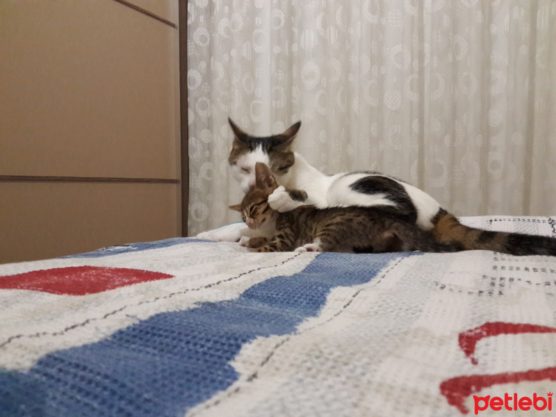 Tekir Kedi, Kedi  Fero fotoğrafı