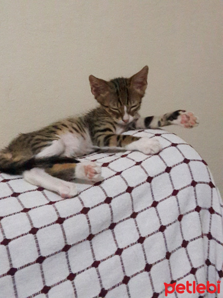 Tekir Kedi, Kedi  Fero fotoğrafı