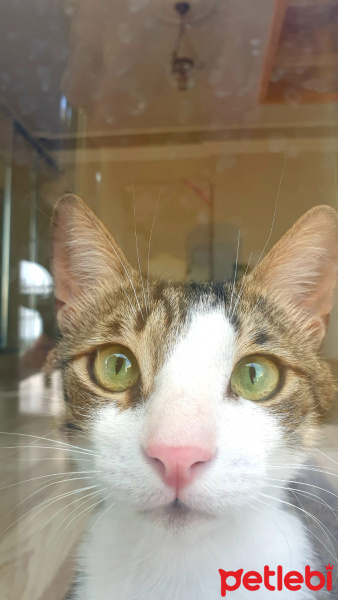 Tekir Kedi, Kedi  Kahverengiş fotoğrafı
