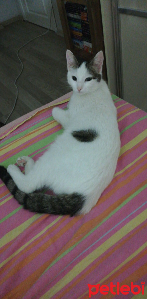 Tekir Kedi, Kedi  Simli fotoğrafı