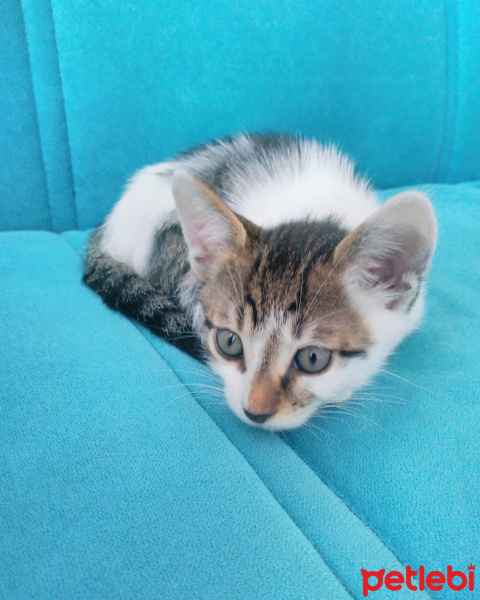British Shorthair, Kedi  Cancan fotoğrafı