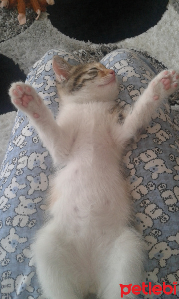 Tekir Kedi, Kedi  hayata ömürlük aile fotoğrafı