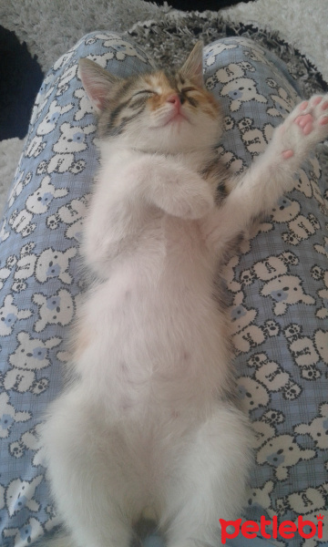 Tekir Kedi, Kedi  hayata ömürlük aile fotoğrafı