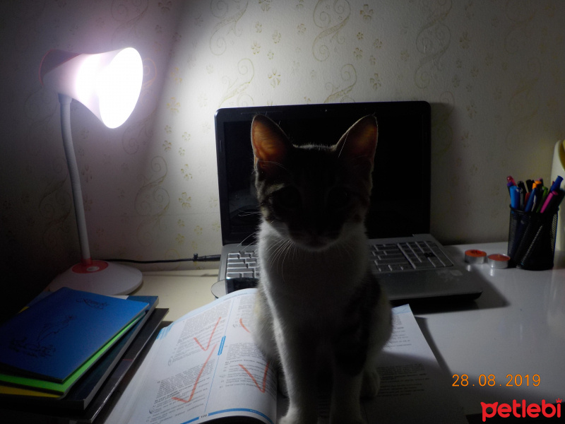 Tekir Kedi, Kedi  hayata ömürlük aile fotoğrafı