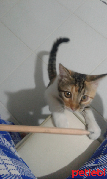 Tekir Kedi, Kedi  hayata ömürlük aile fotoğrafı