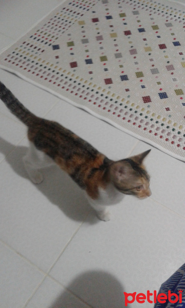 Tekir Kedi, Kedi  hayata ömürlük aile fotoğrafı