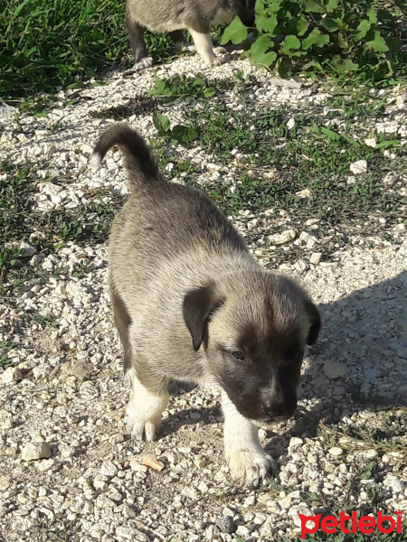 Kangal, Köpek  Afrodit fotoğrafı