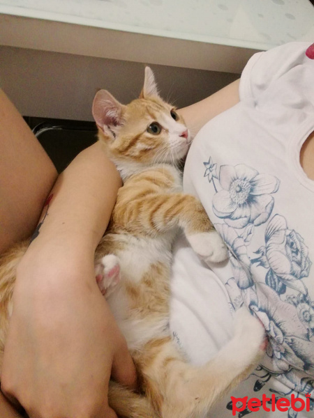 Sarman, Kedi  Boncuk fotoğrafı