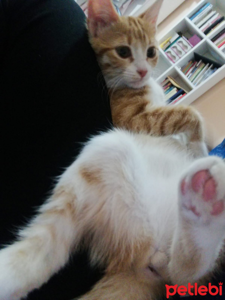 Sarman, Kedi  Boncuk fotoğrafı