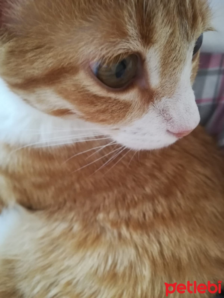 Sarman, Kedi  Boncuk fotoğrafı