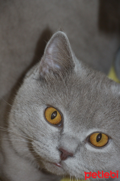 British Shorthair, Kedi  Tony fotoğrafı