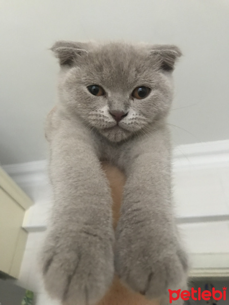 Scottish Fold, Kedi  Mia fotoğrafı